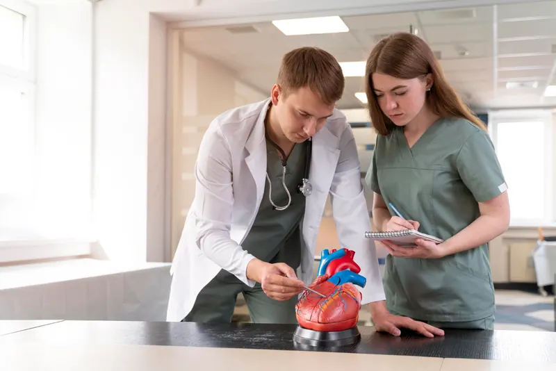 Doctor explaining a heart model to a patient